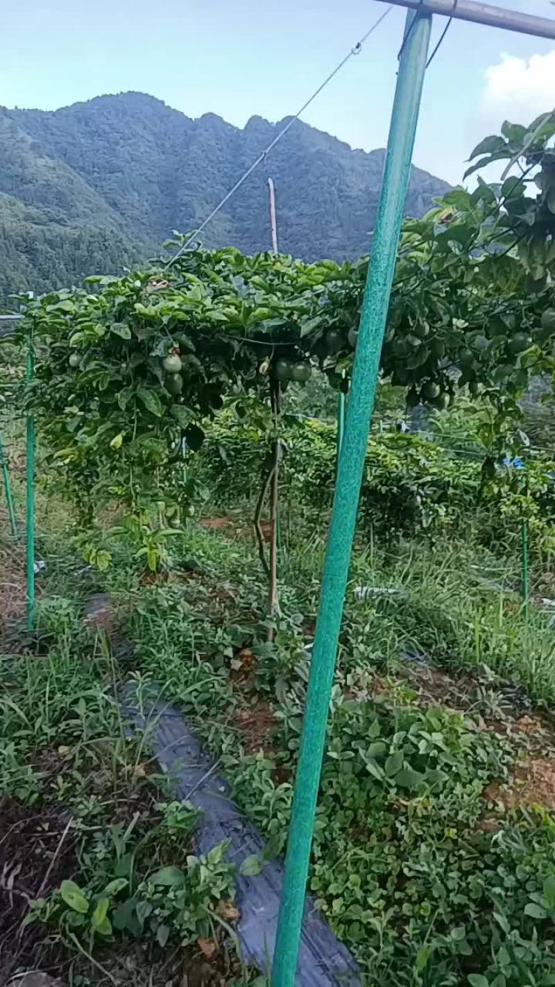 水果