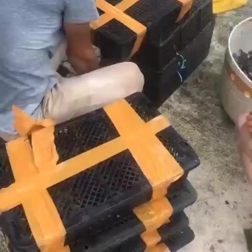 鳄鱼