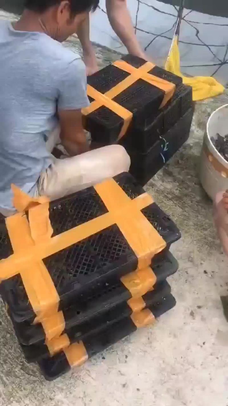 鳄鱼