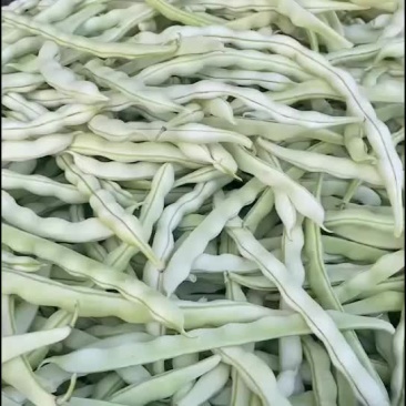 白不老