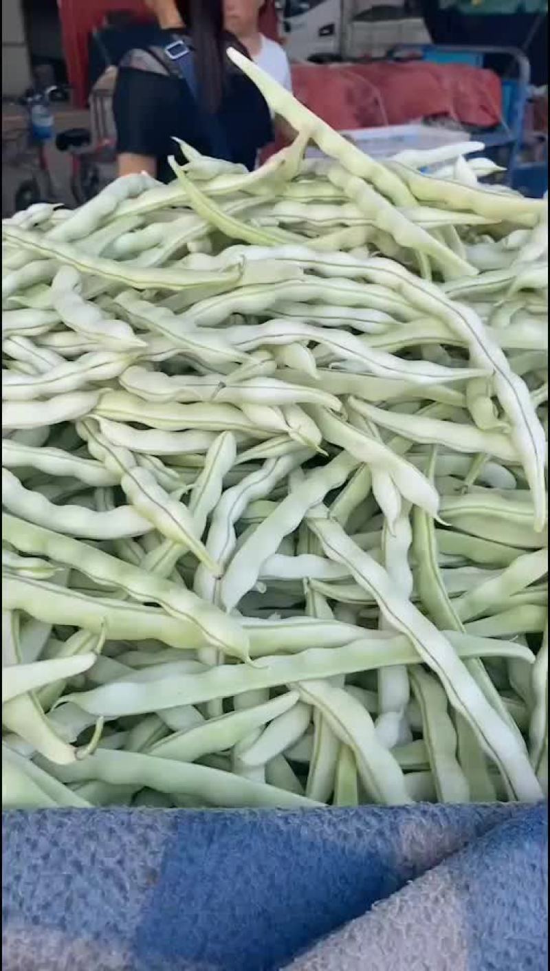 白不老