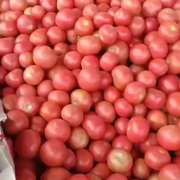 西红柿