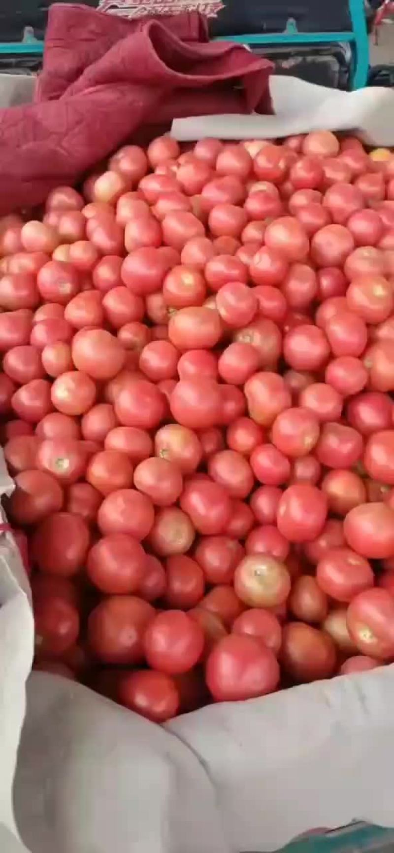 西红柿