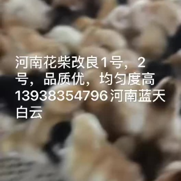 鸡鸭鹅苗
