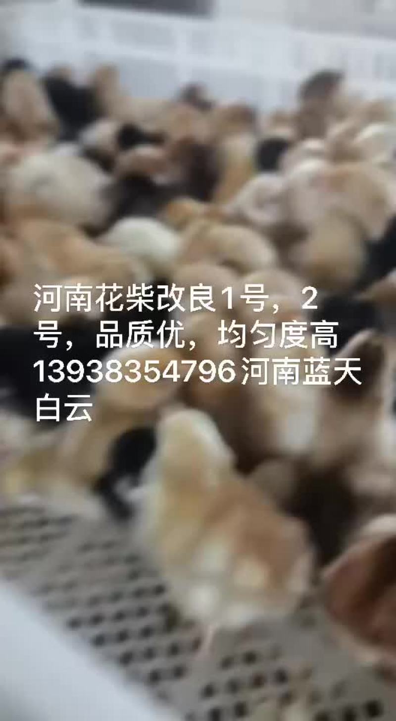 鸡鸭鹅苗