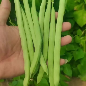 四季豆角