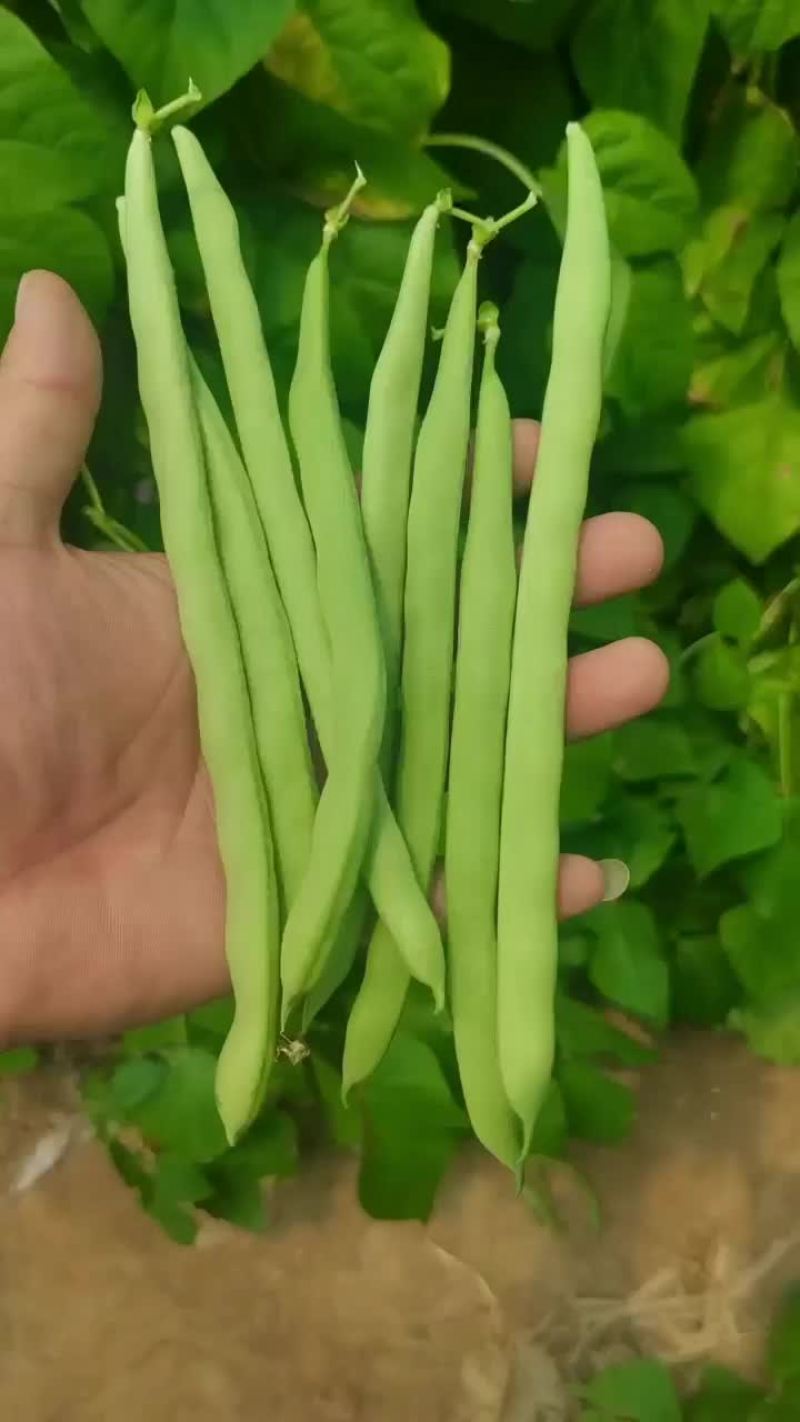 四季豆角
