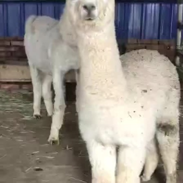 羊驼，出售中，需要的联系