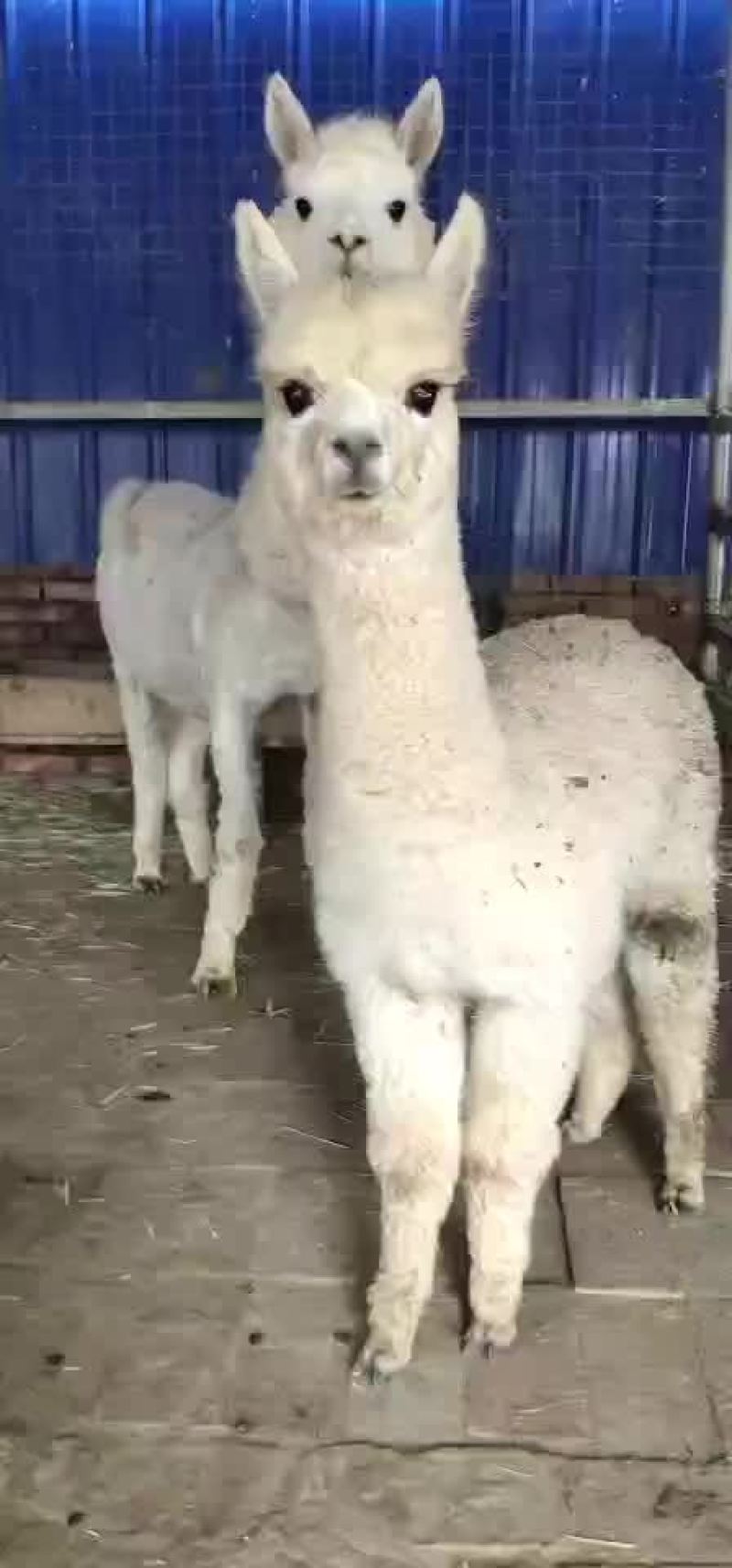 羊驼，出售中，需要的联系