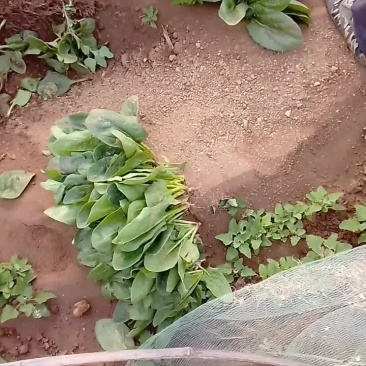 菠菜