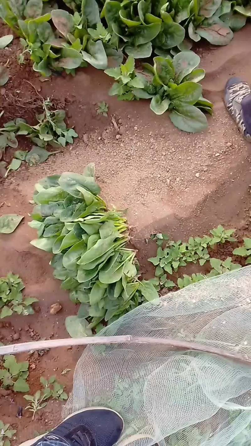 菠菜