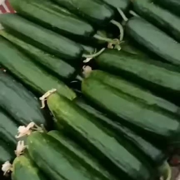 水果黄瓜