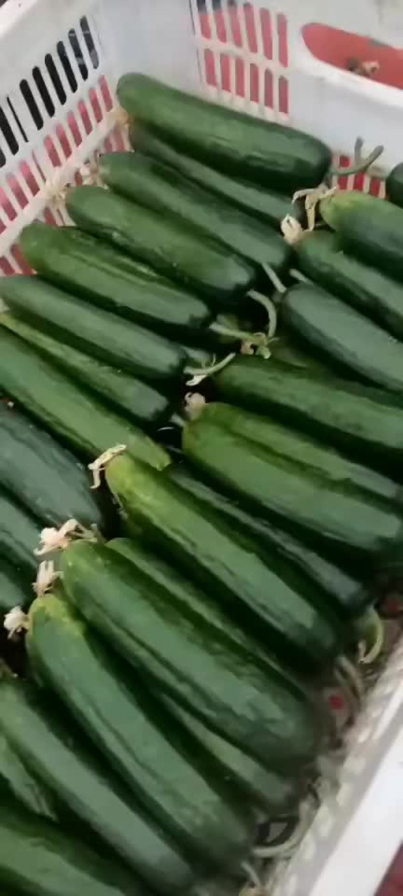 水果黄瓜