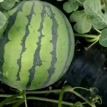 高青大棚京欣西瓜