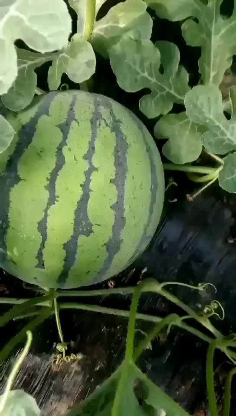 高青大棚京欣西瓜