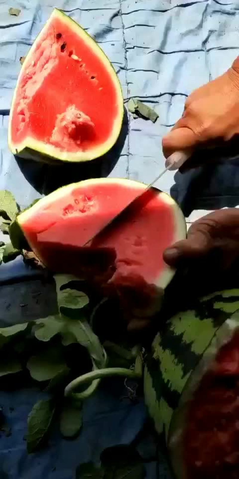 高青大棚京欣西瓜