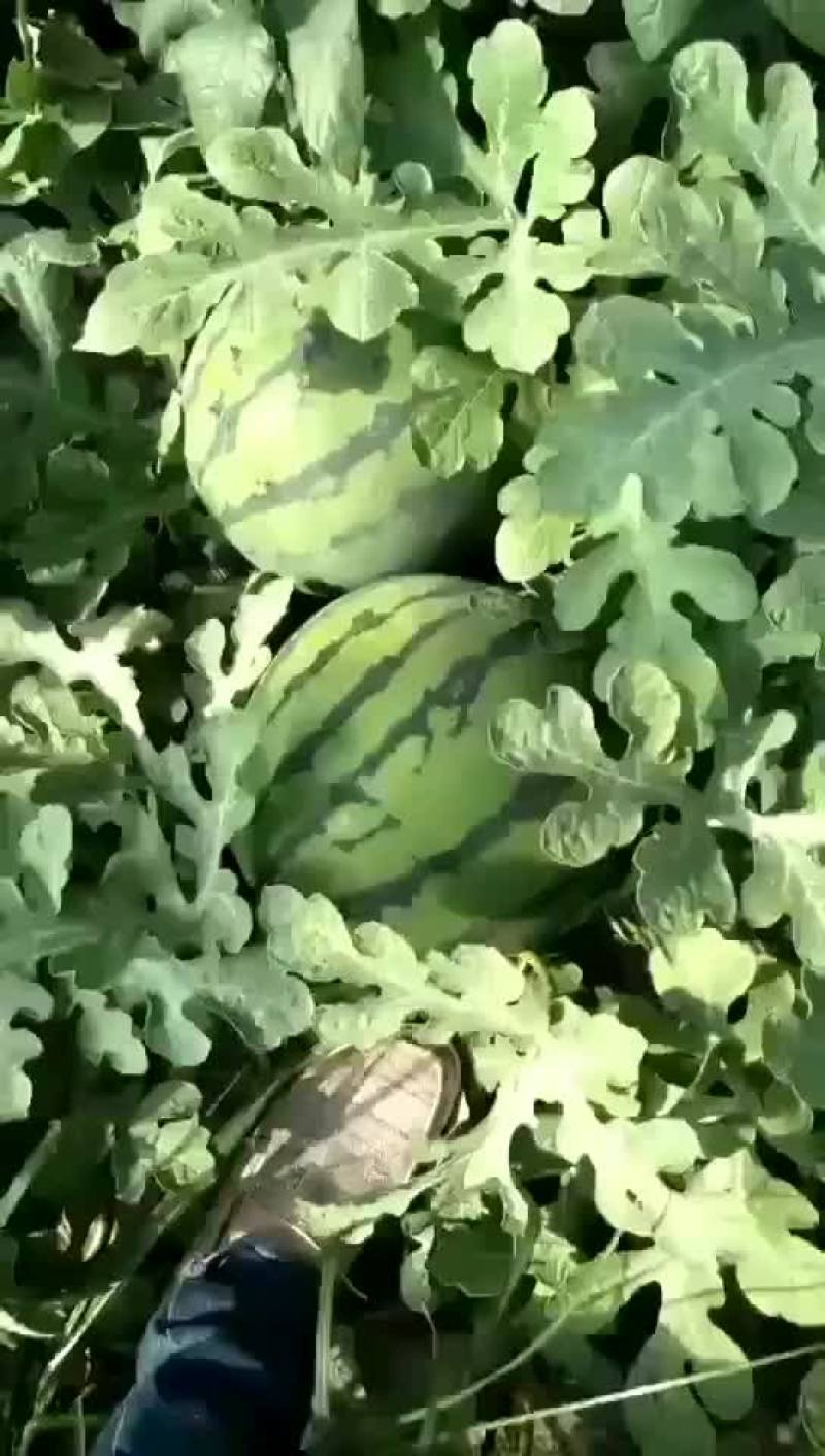 高青大棚京欣西瓜