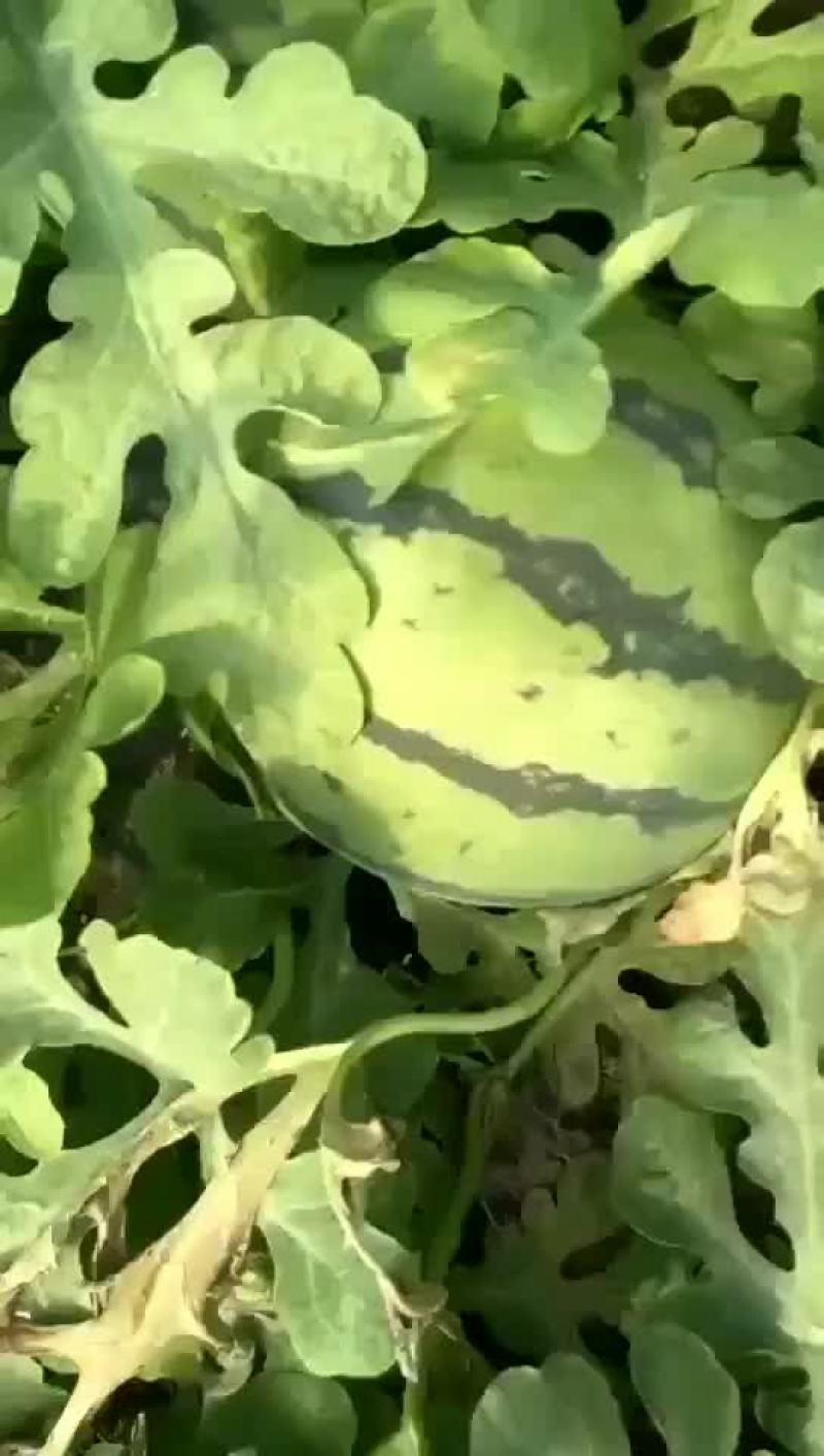高青大棚京欣西瓜