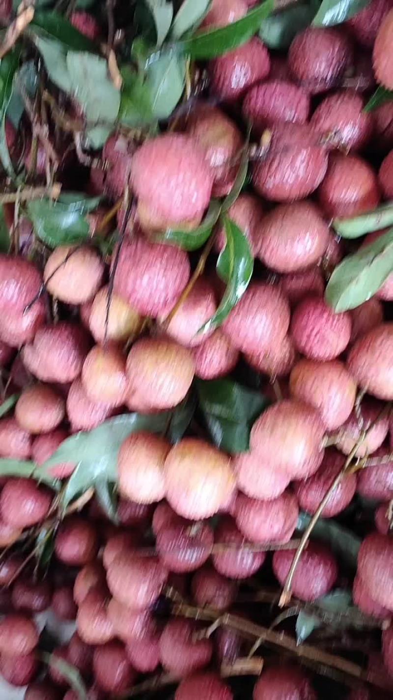 荔枝黑叶