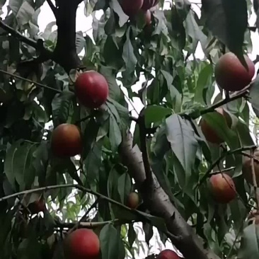 油桃