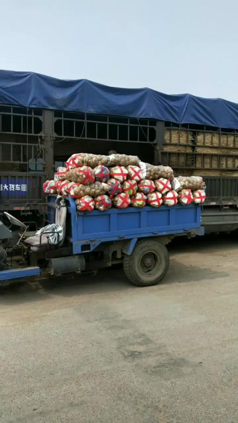 富硒土豆利川品种。东北种植