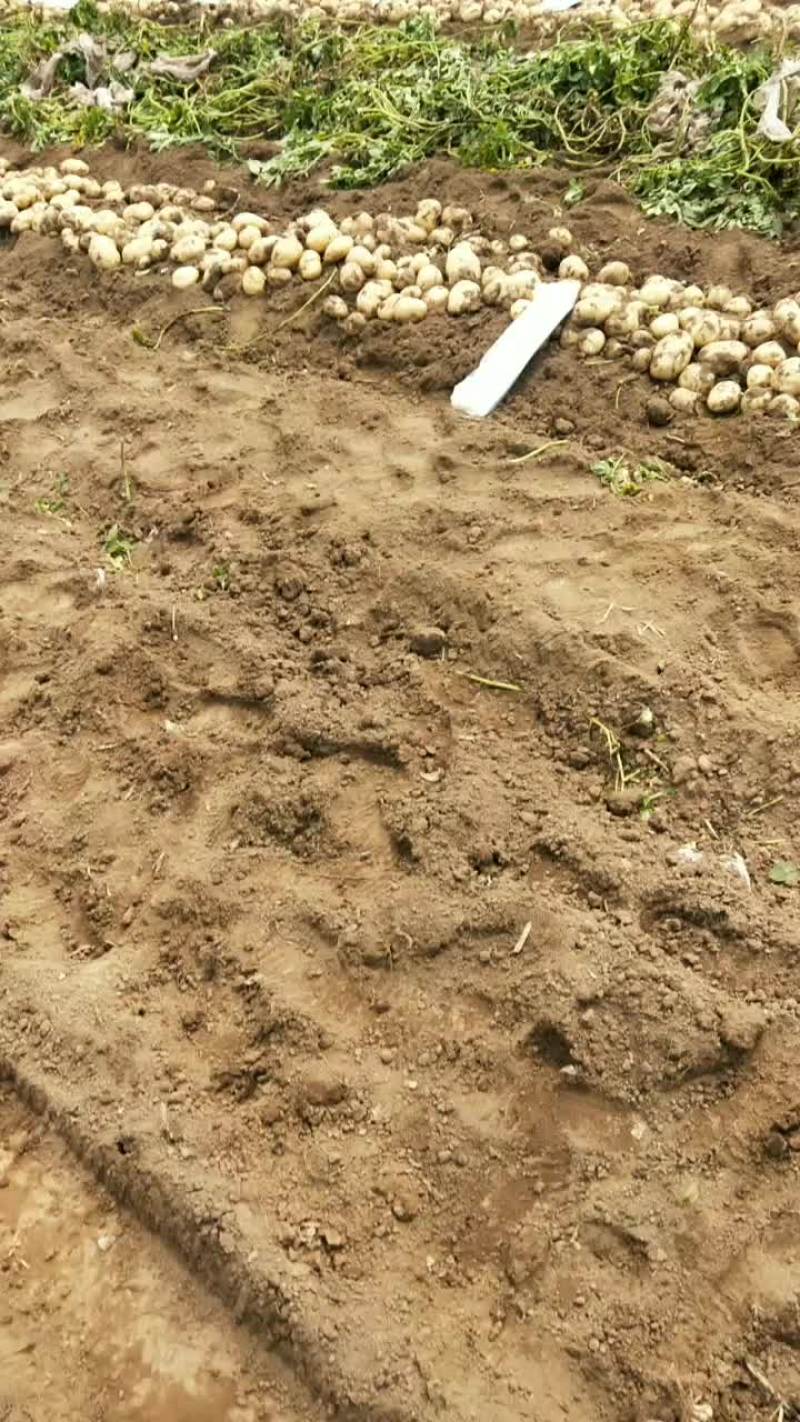 富硒土豆利川品种。东北种植