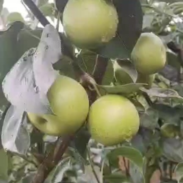 湖北襄阳市宜城市早熟梨子可以上市了