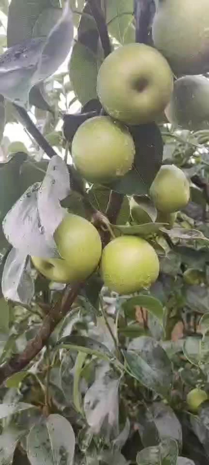 湖北襄阳市宜城市早熟梨子可以上市了