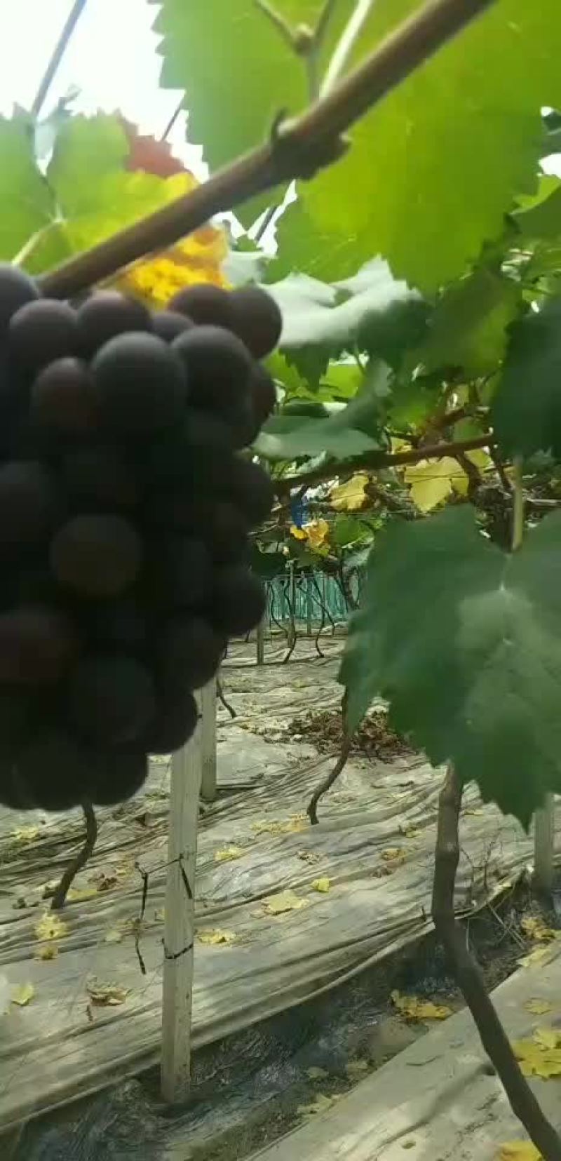 宁波慈溪杭州湾葡萄