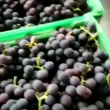 宁波慈溪杭州湾葡萄
