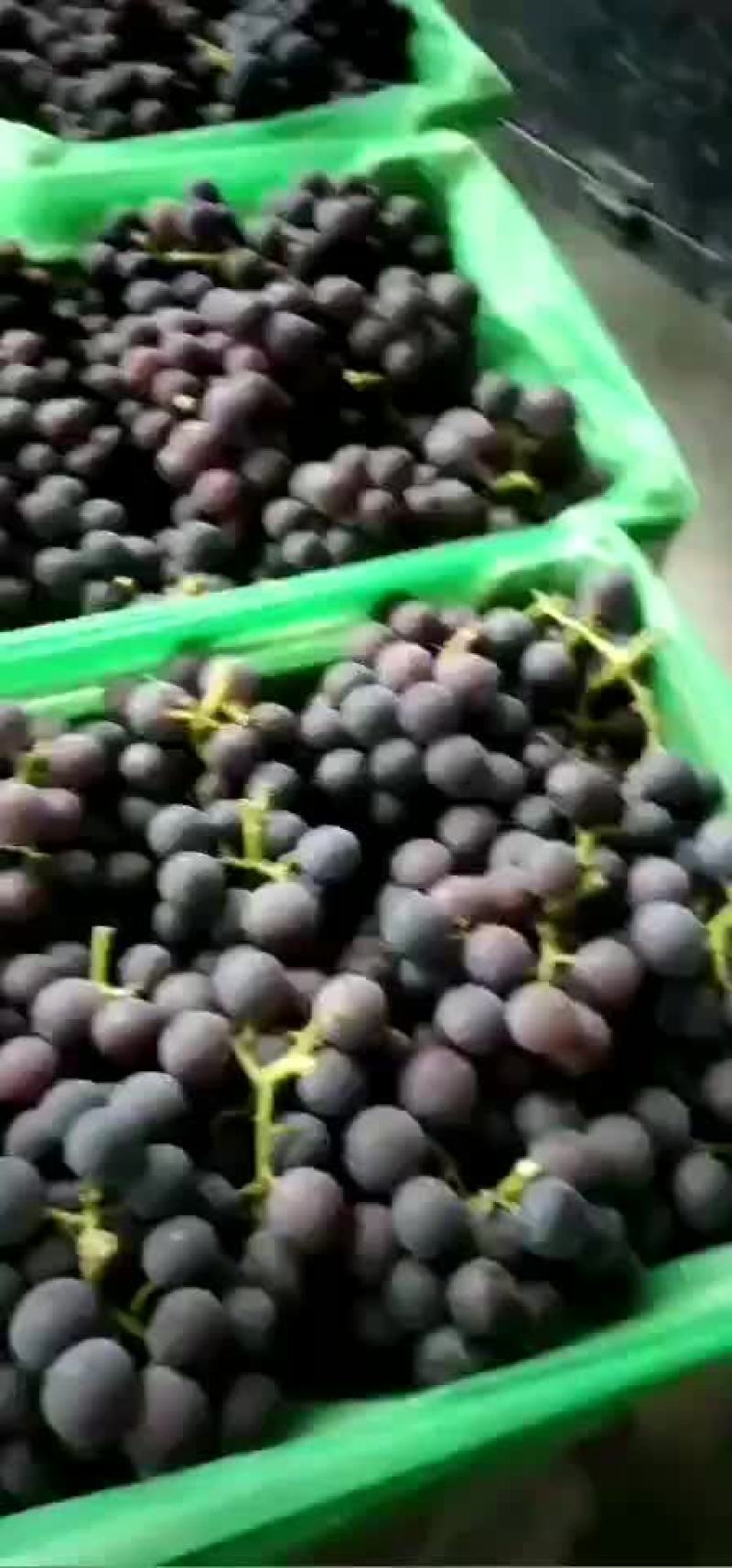 宁波慈溪杭州湾葡萄