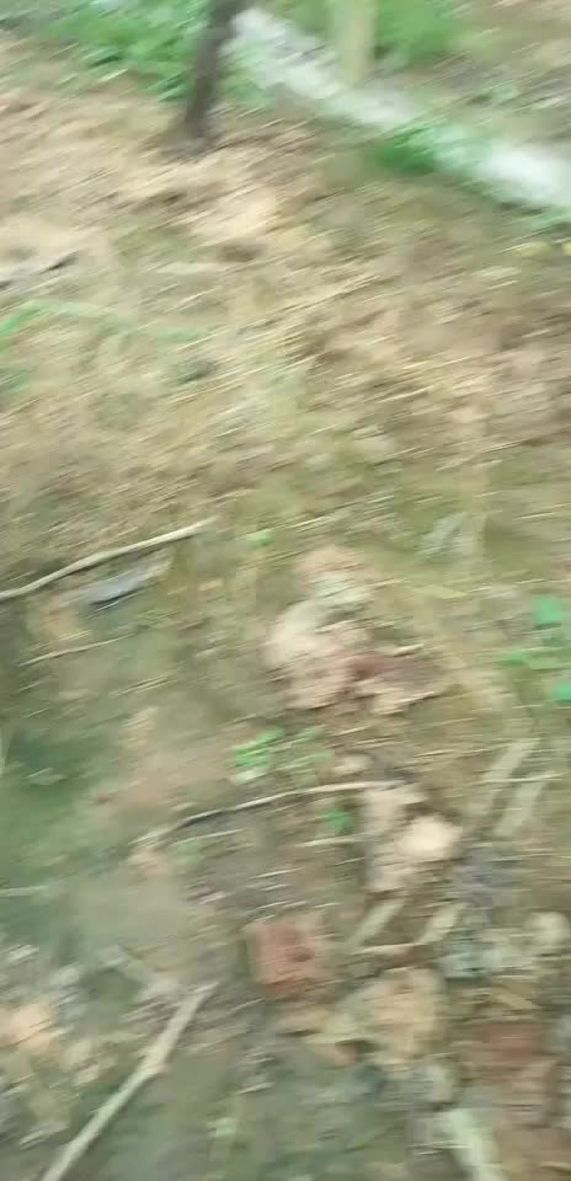 宁波慈溪杭州湾葡萄