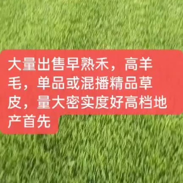 草皮，