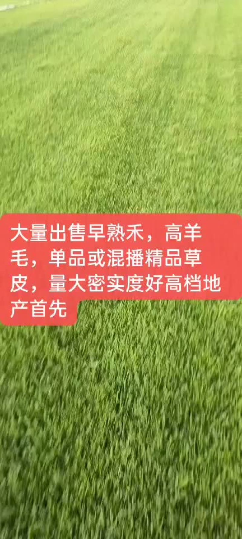 草皮，