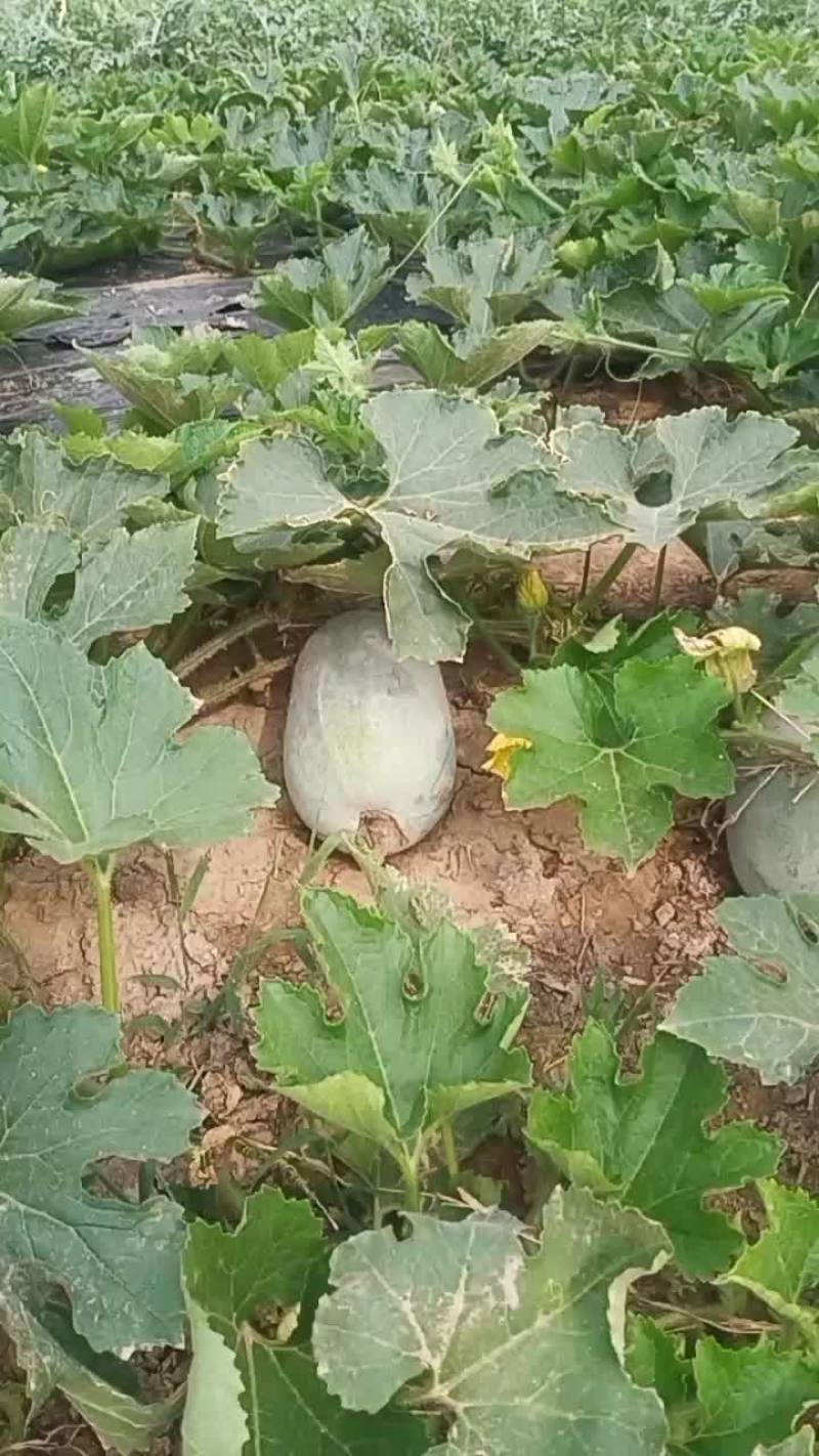 冬瓜
