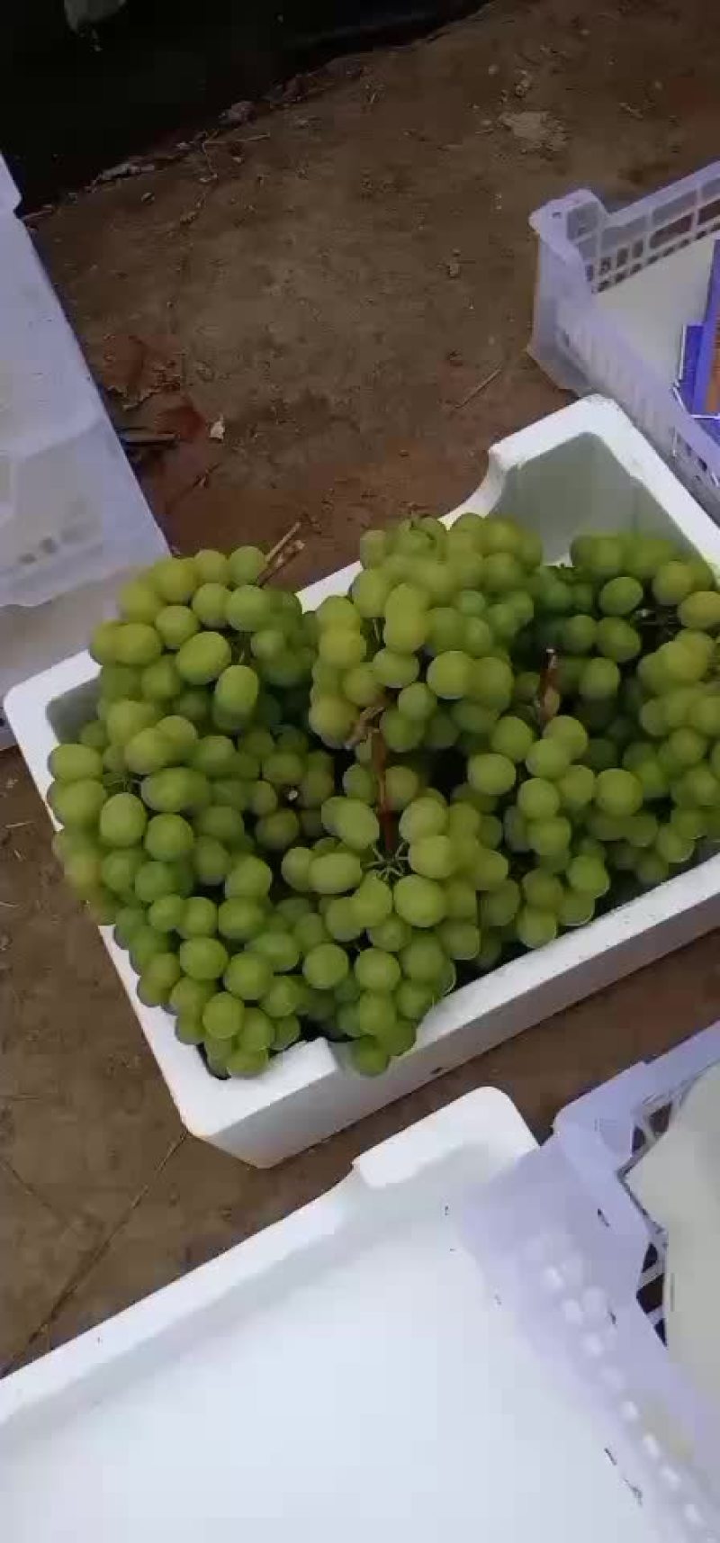 阳光玫瑰