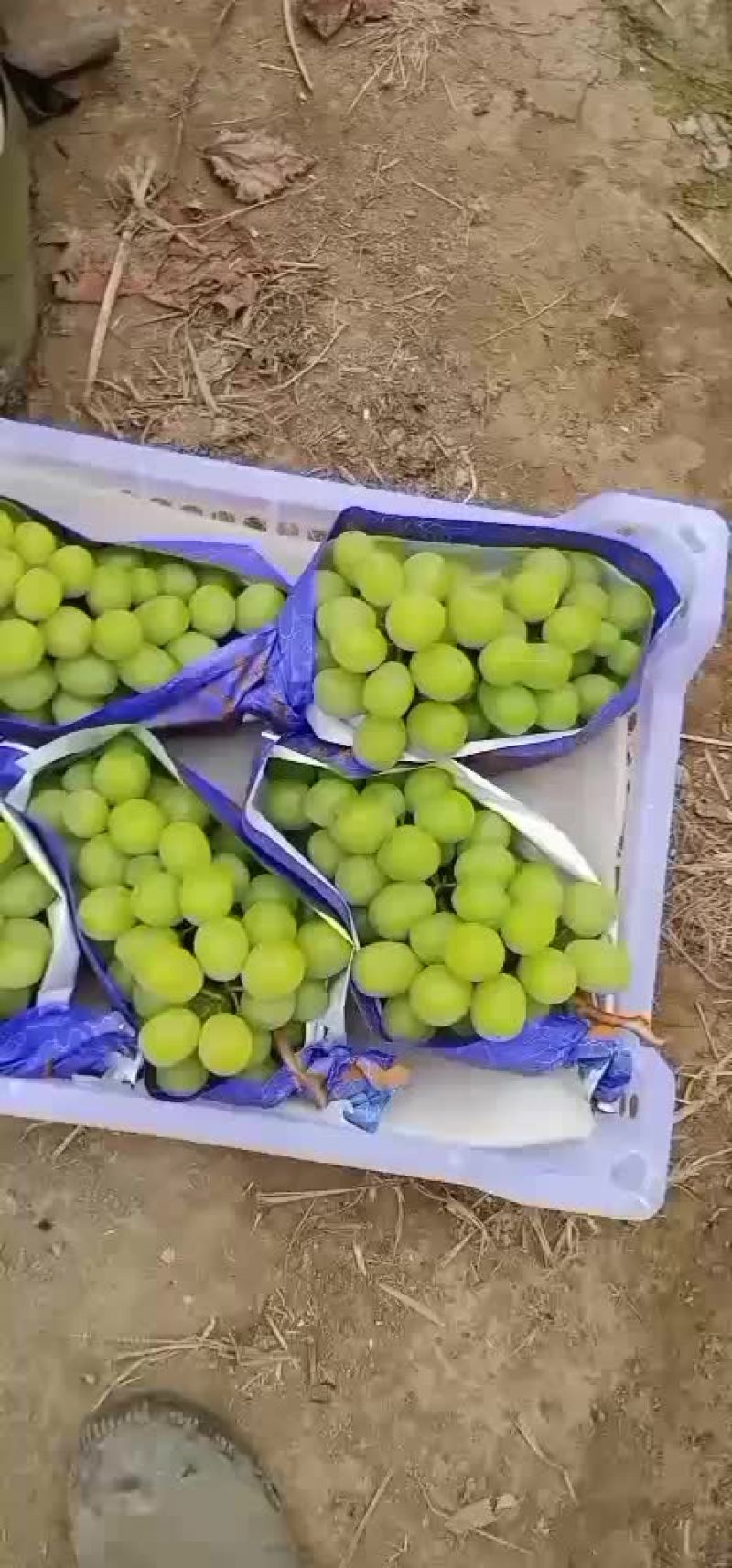 阳光玫瑰