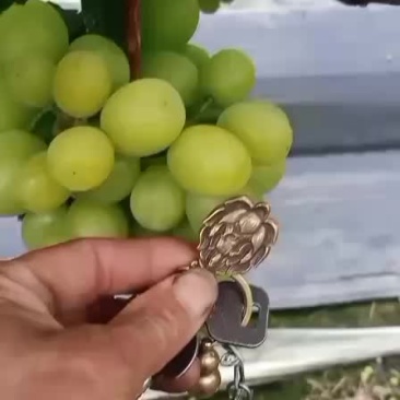 阳光玫瑰