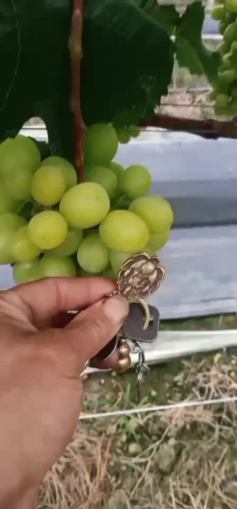 阳光玫瑰