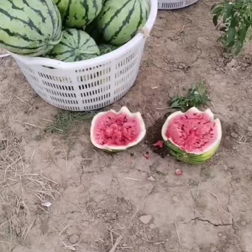 玖甜二号