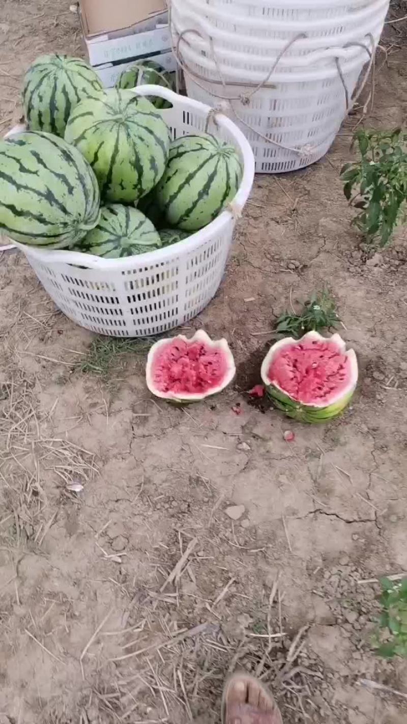 玖甜二号