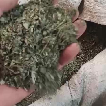 花椒叶