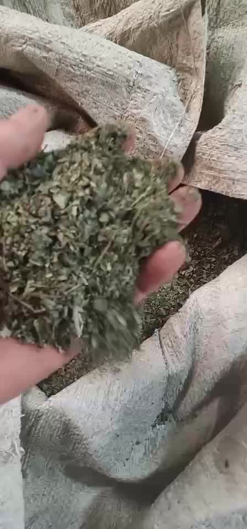 花椒叶