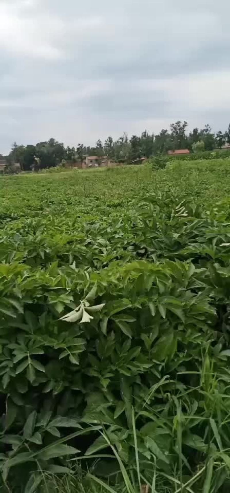 收购白芷
