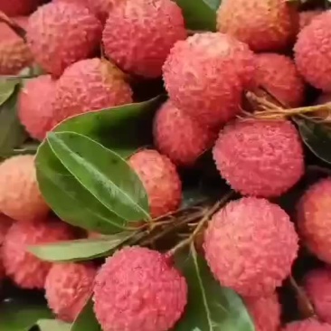 桂味上市了
