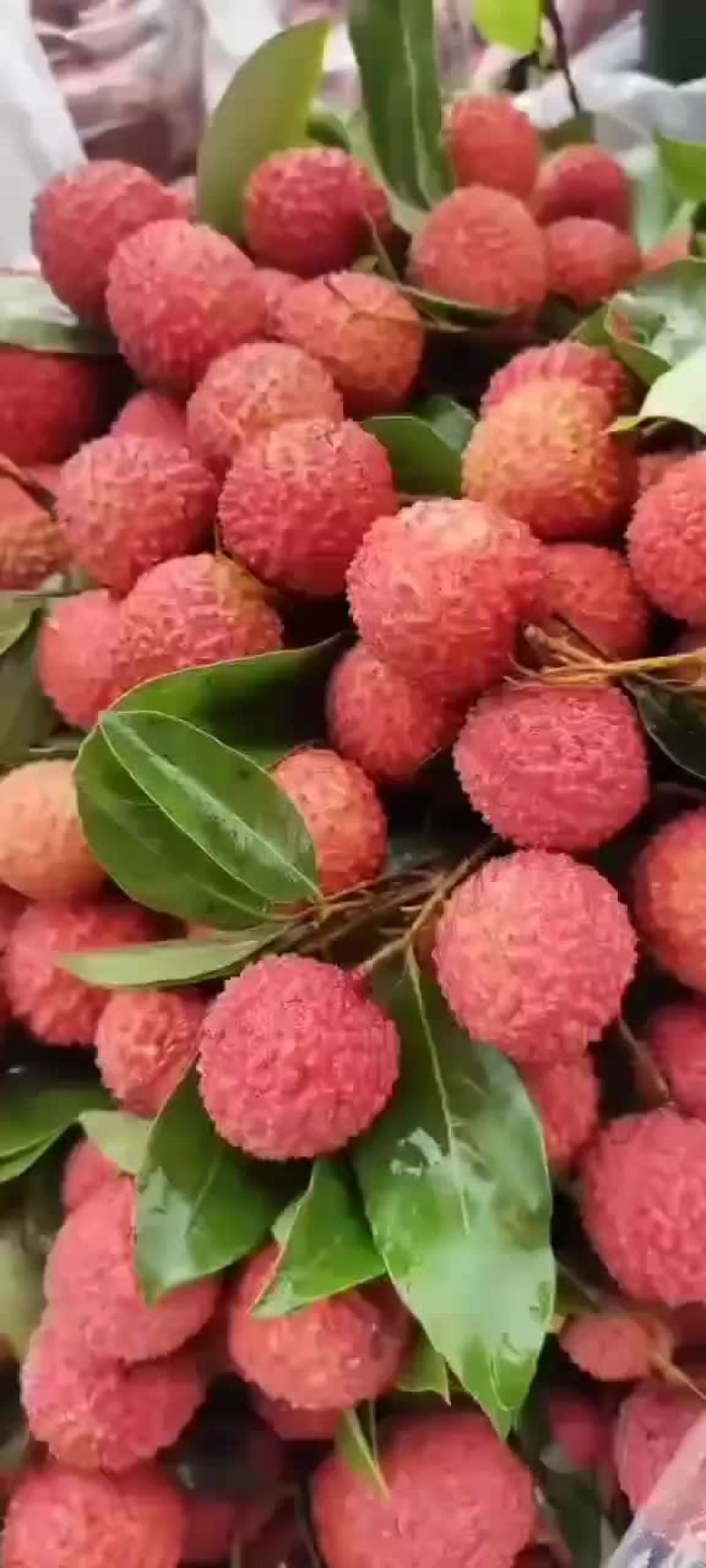 桂味上市了