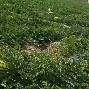 诚信代办代发宁夏硒砂瓜