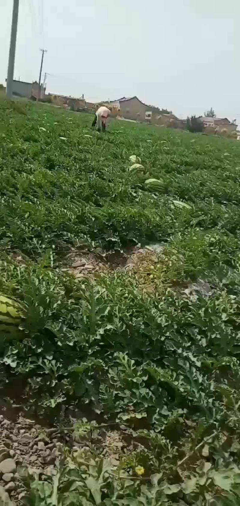 诚信代办代发宁夏硒砂瓜