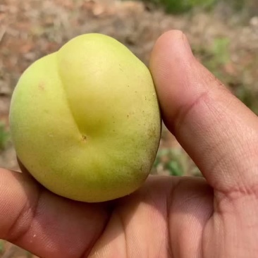银白杏
