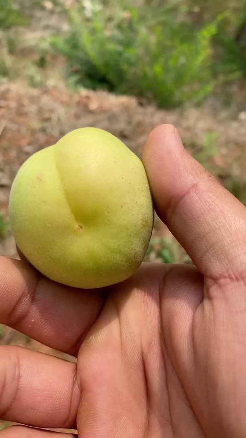 银白杏
